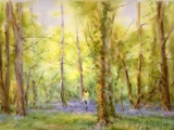 Bluebell Wood