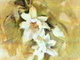 Study of White Camellia