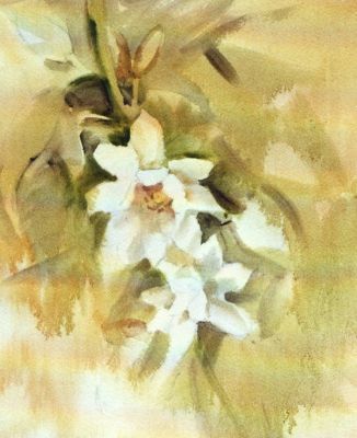 Study of White Camellia